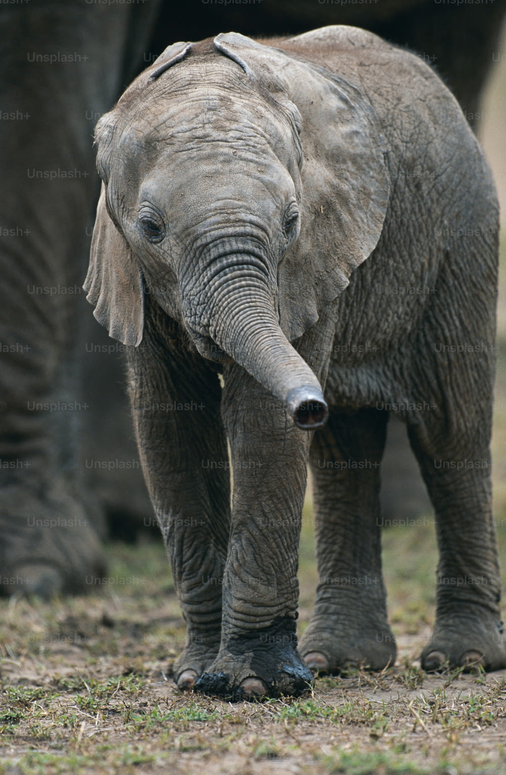 Un elefante beb�é de pie junto a un elefante adulto