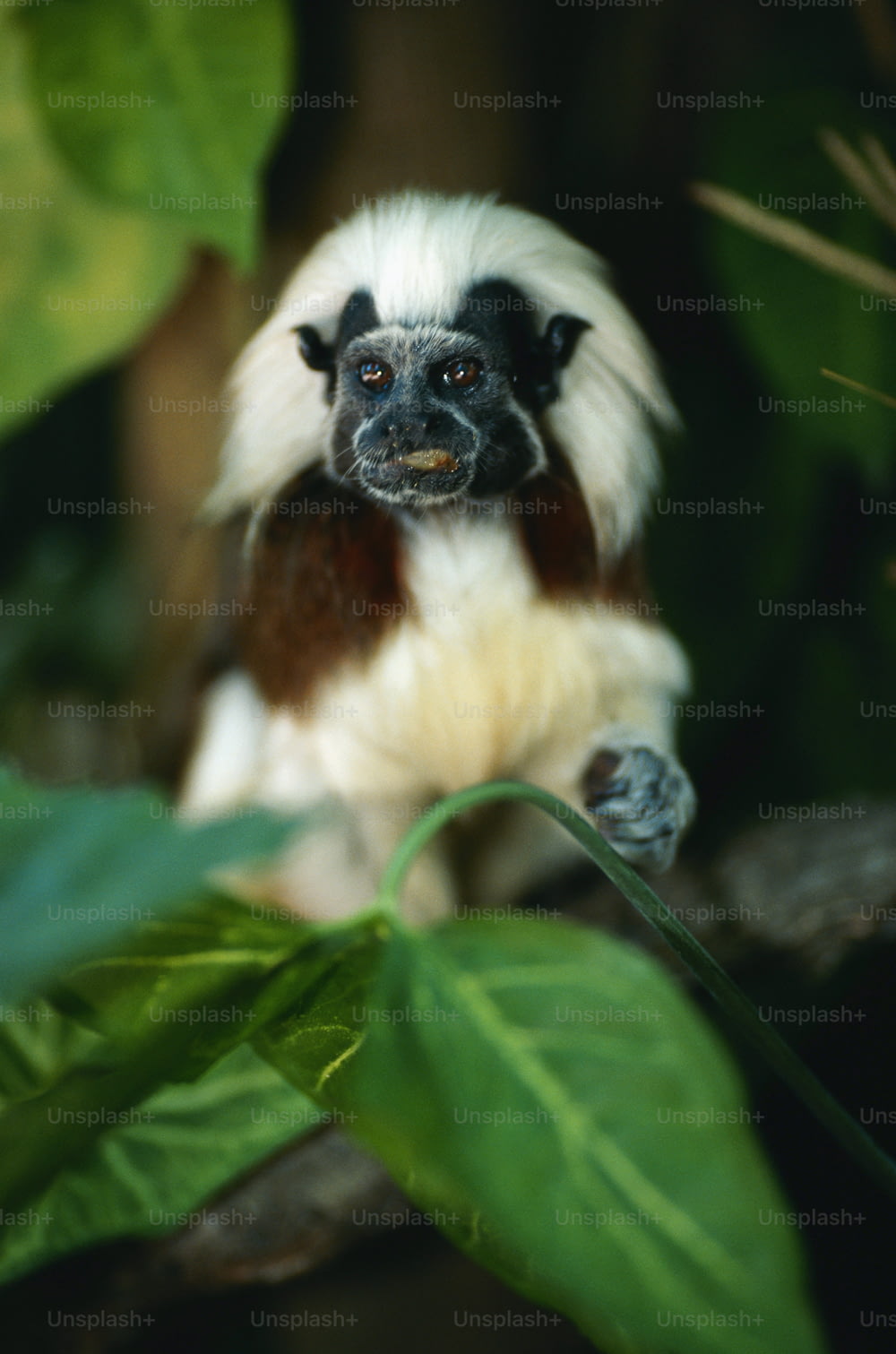 a white and brown monkey sitting on a tree branch