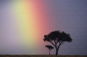 uma árvore solitária em um campo com um arco-íris ao fundo