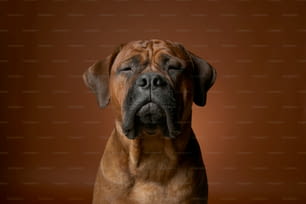 Un grand chien brun avec un regard triste sur son visage