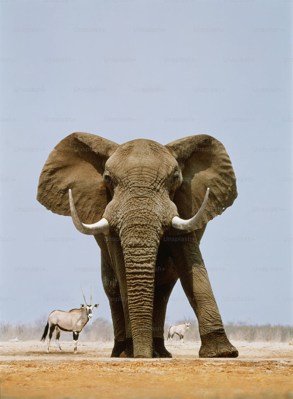 African elephant latin name: Loxodonta africana. Gemsbok latin name: Oryx gazella. African elephants are native throughout Africa south of Sahara. Gemsboks are native to Namibia, Angola, Botswana, Zimbabwe, Tanzania and South Africa.