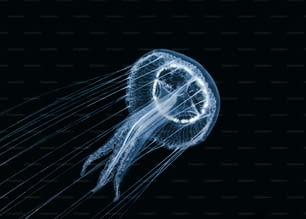 Uma medusa no Mar de Mármara