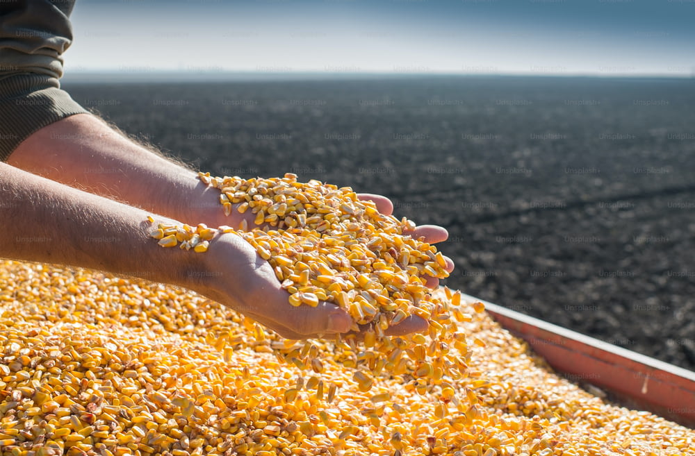 Semilla de maíz en mano de agricultor.