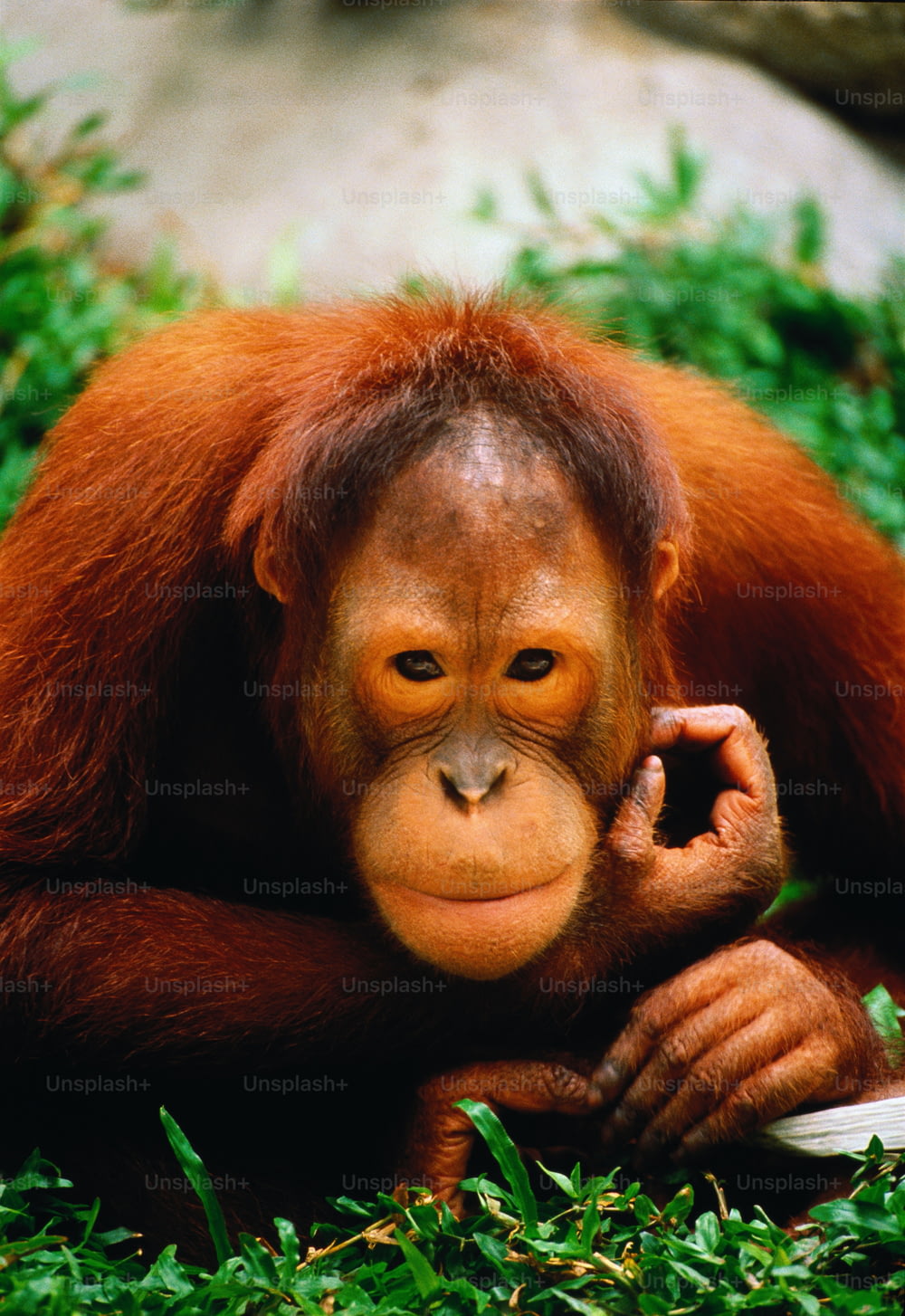 Cativo, localização desconhecida. Orang-utan é um nome malaio que significa "homem da floresta". Os orang-utans passam a maior parte de suas vidas em árvores;viajando em pequenos grupos durante o dia,comendo folhas e frutas,e nidificam à noite. Nativo das florestas de Bornéu e Sumatra.