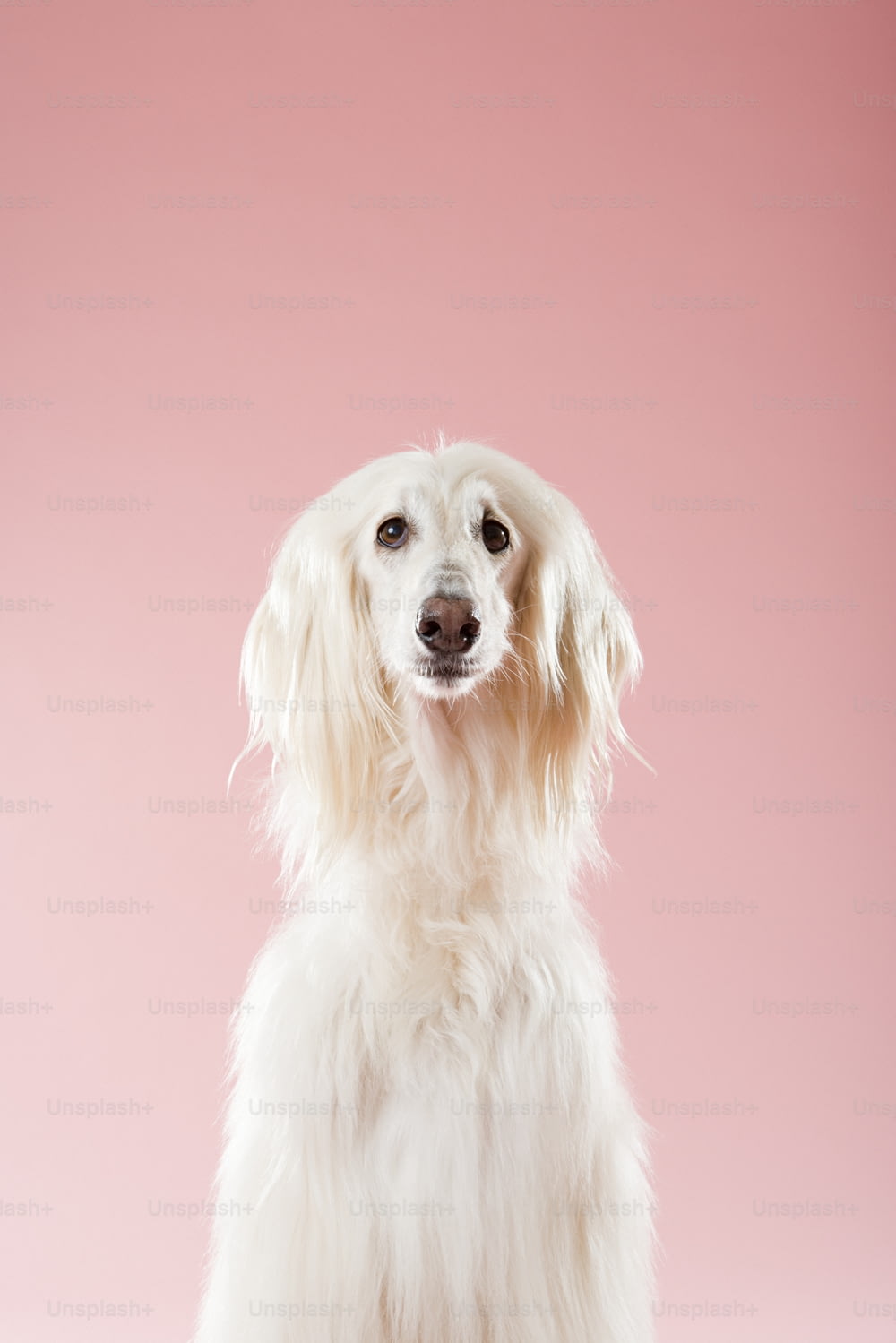 un cane bianco seduto davanti a uno sfondo rosa