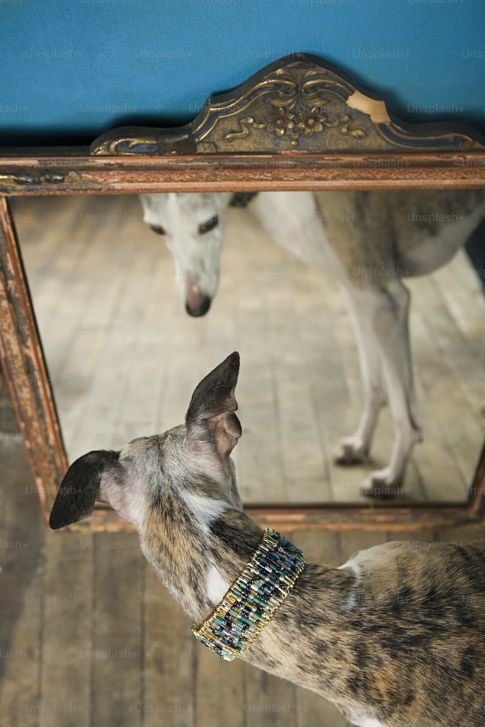 Ein Hund, der sein Spiegelbild betrachtet