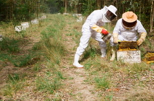 蜂のスーツと帽子をかぶった2人が蜂の巣を調べている