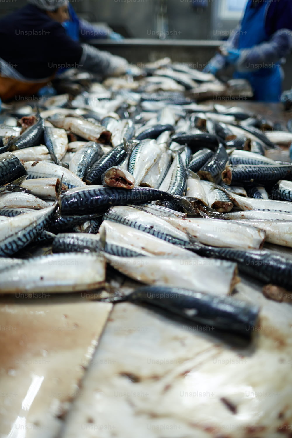 Haufen frischer Sardinen, bereit zum Räuchern oder zur anderen Verarbeitung in der Fischfabrik