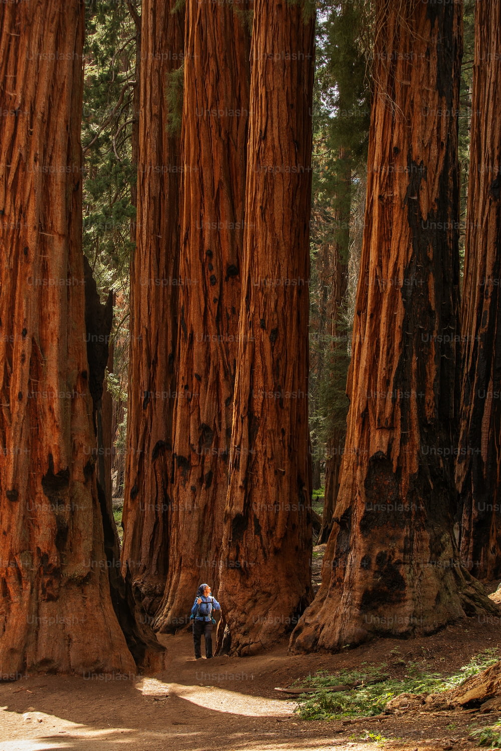 Mãe com bebê visita parque nacional Sequoia na Califórnia, EUA