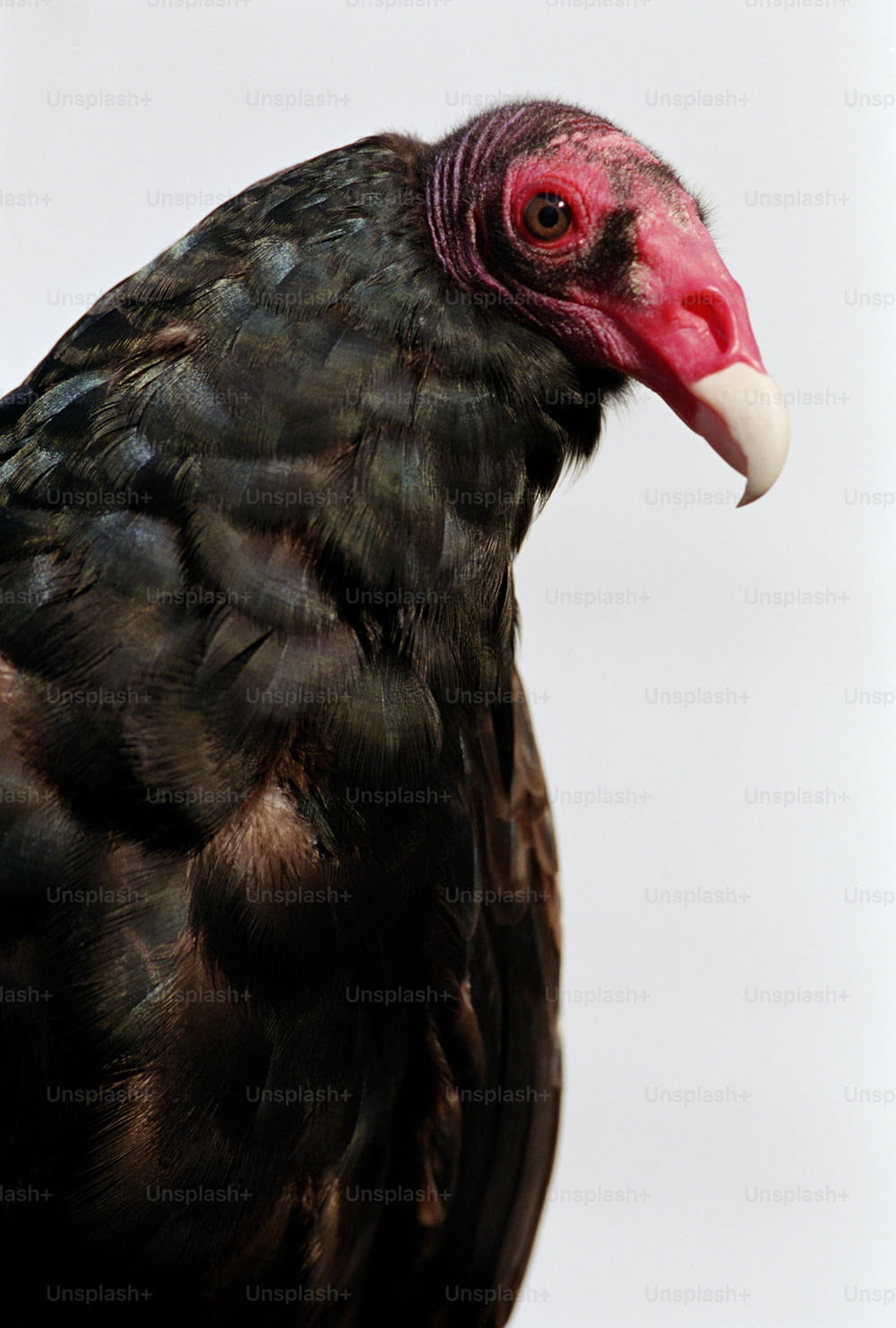 um close up de um pássaro preto com um bico vermelho