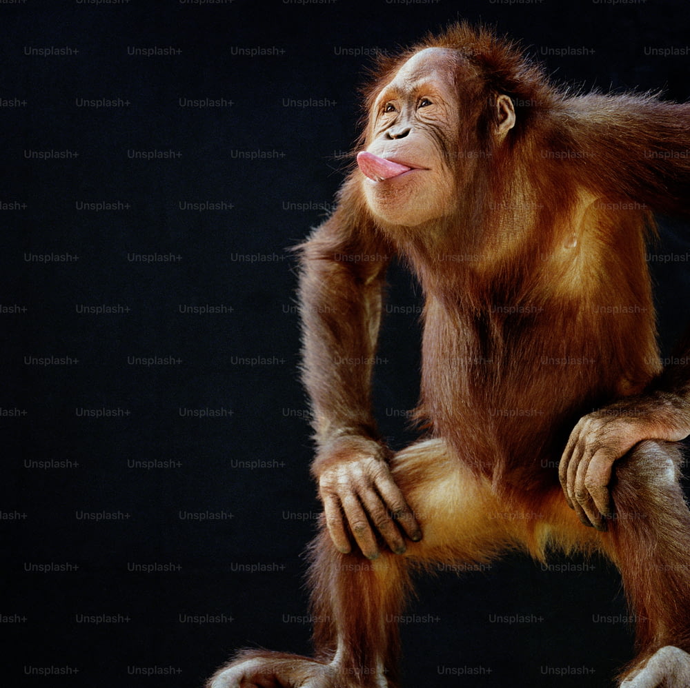 um orangotango com a língua para fora