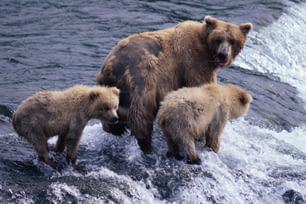 uma ursa mãe e dois filhotes parados na água