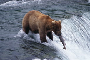 um urso marrom está capturando um peixe na água