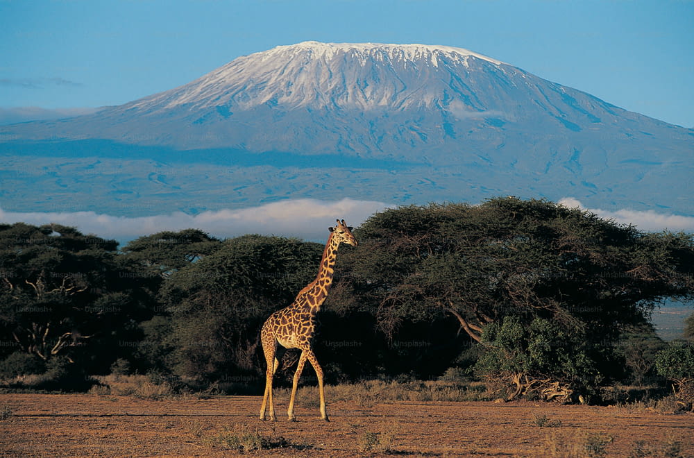 a giraffe standing in a field with a mountain in the background