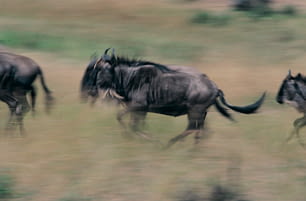 um rebanho de animais selvagens correndo por um campo