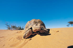 uma grande tartaruga caminhando por um campo arenoso
