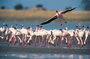 a large group of flamingos standing in the water