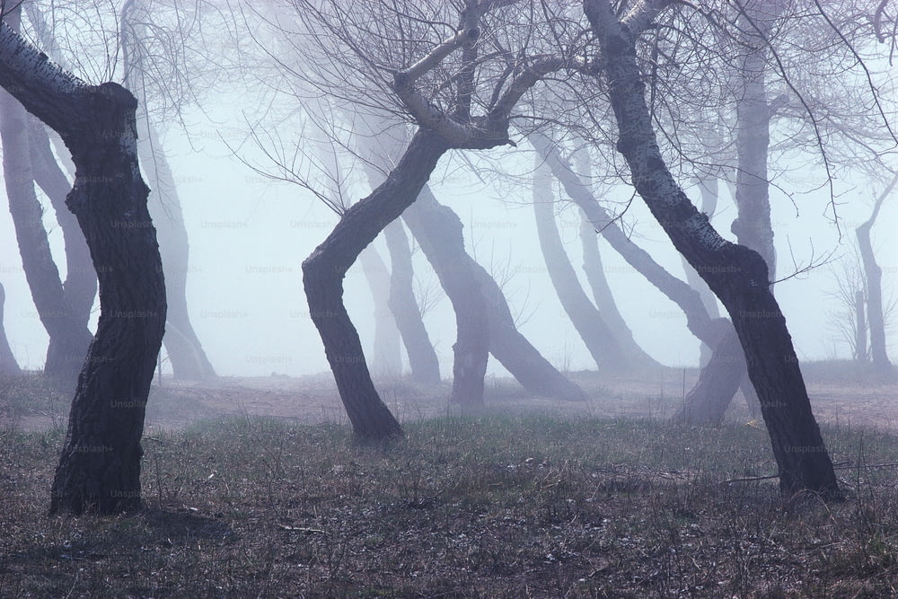 Un groupe d’arbres dans le brouillard sans feuilles