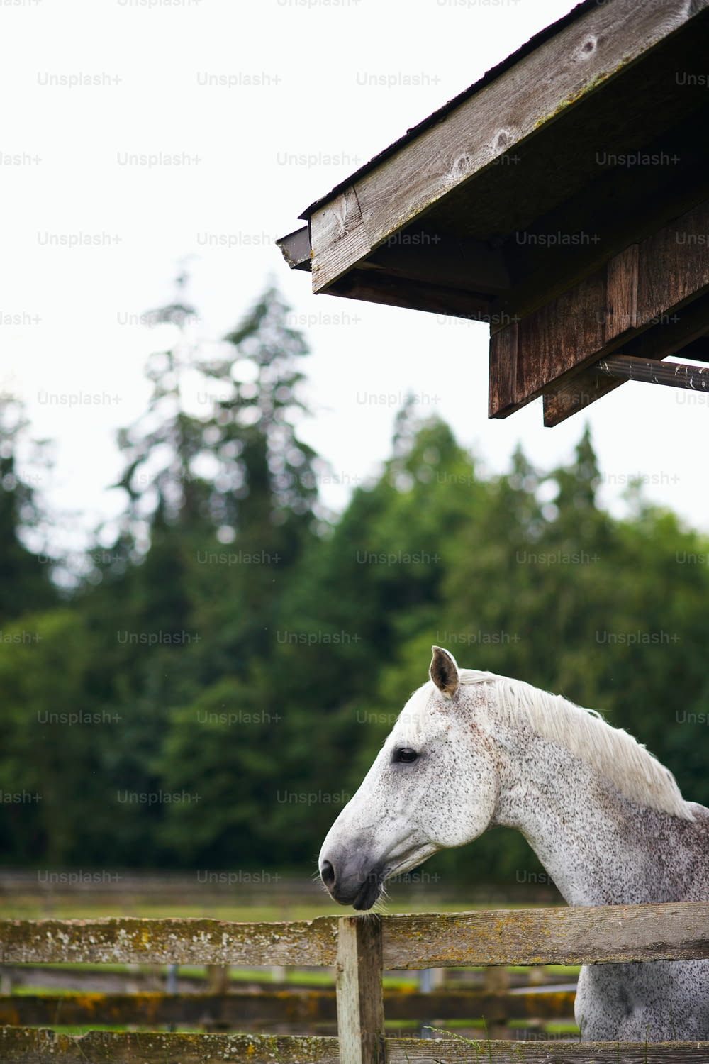 a white horse standing next to a wooden fence