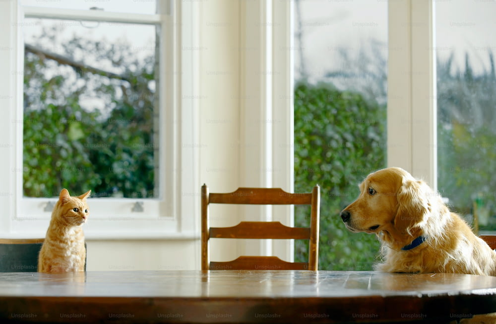 a cat and a dog sitting at a table