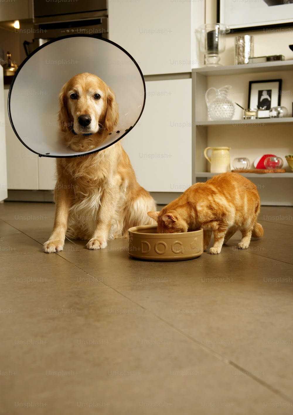 a dog and a cat eating out of a bowl