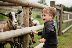 a little boy standing in front of a fence looking at a goat