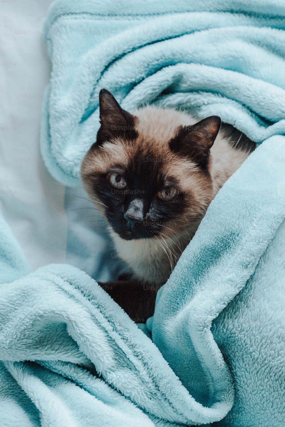 Un gatto siamese seduto sotto una coperta blu