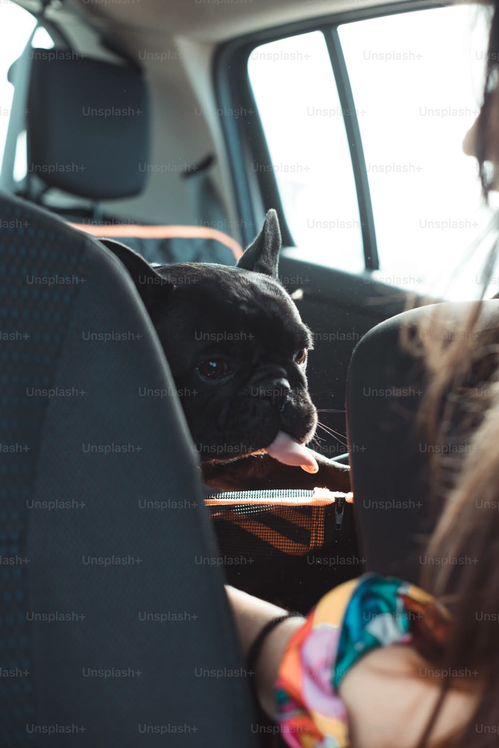 a small dog sitting in the back seat of a car