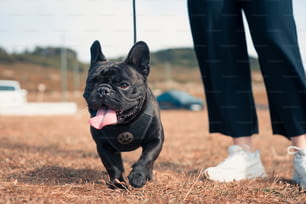 a small black dog running across a field