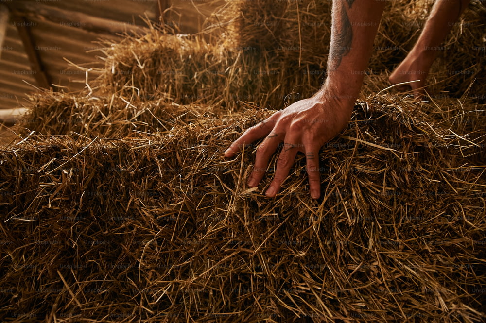 a person reaching for a pile of hay