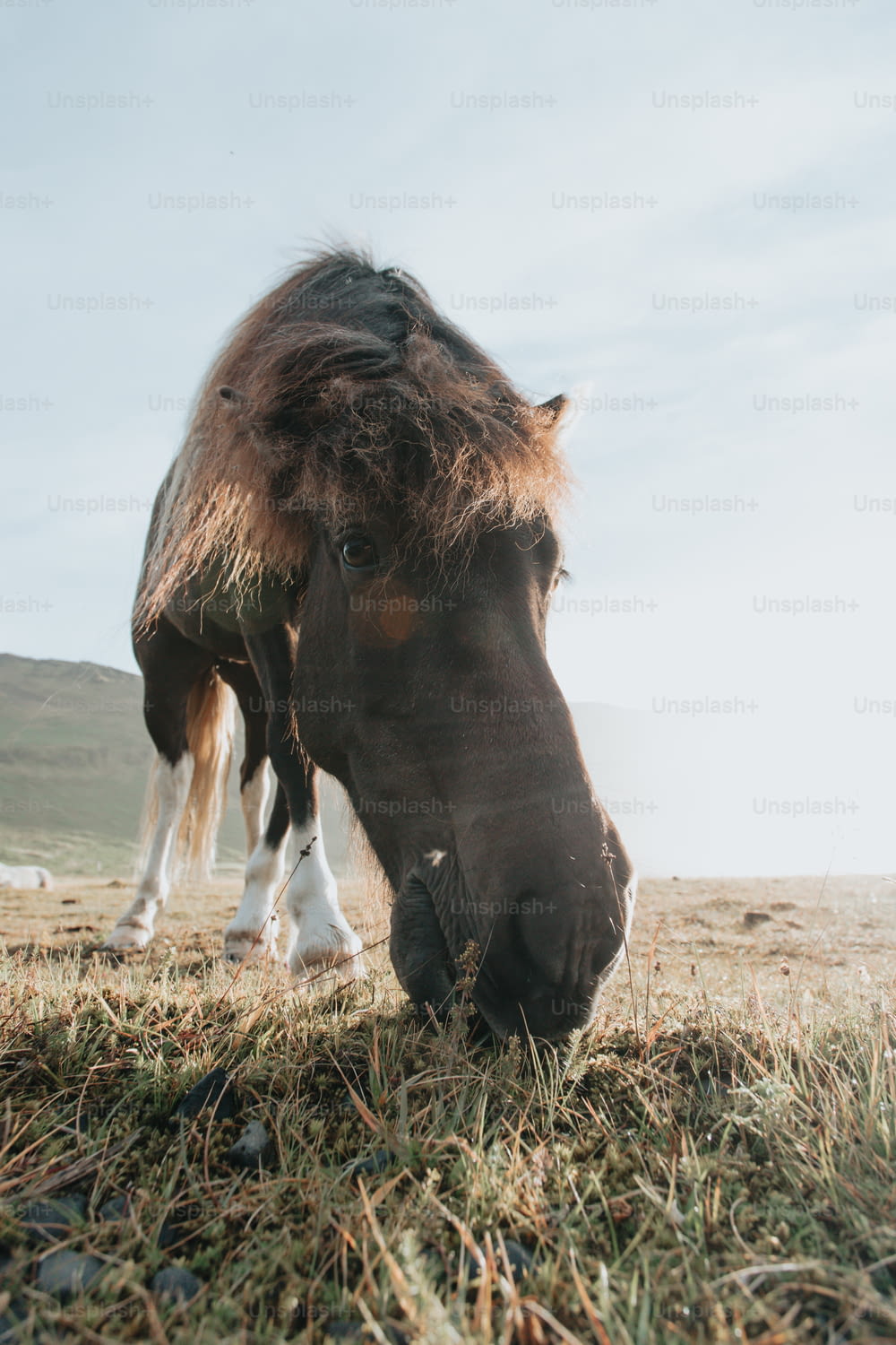 a horse eating grass in a field with mountains in the background