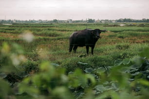 a bull standing in a field of grass