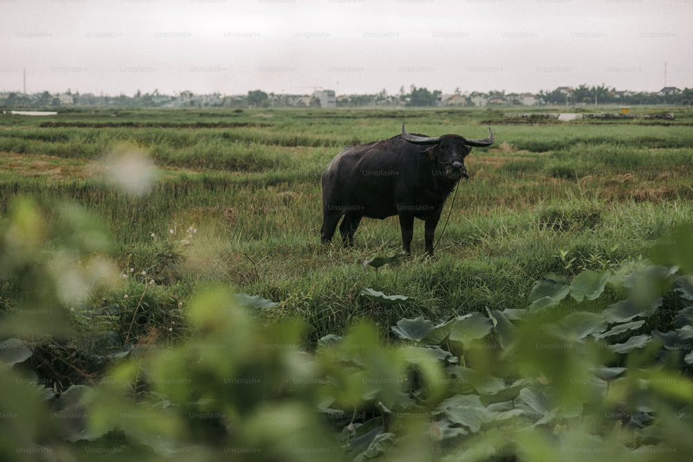 un toro in piedi in un campo d'erba