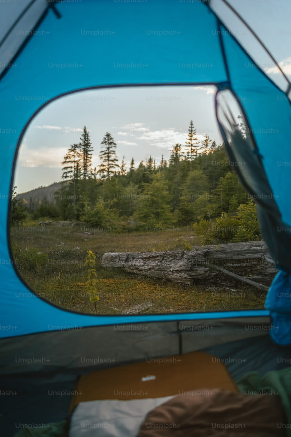uma vista de uma floresta de dentro de uma tenda