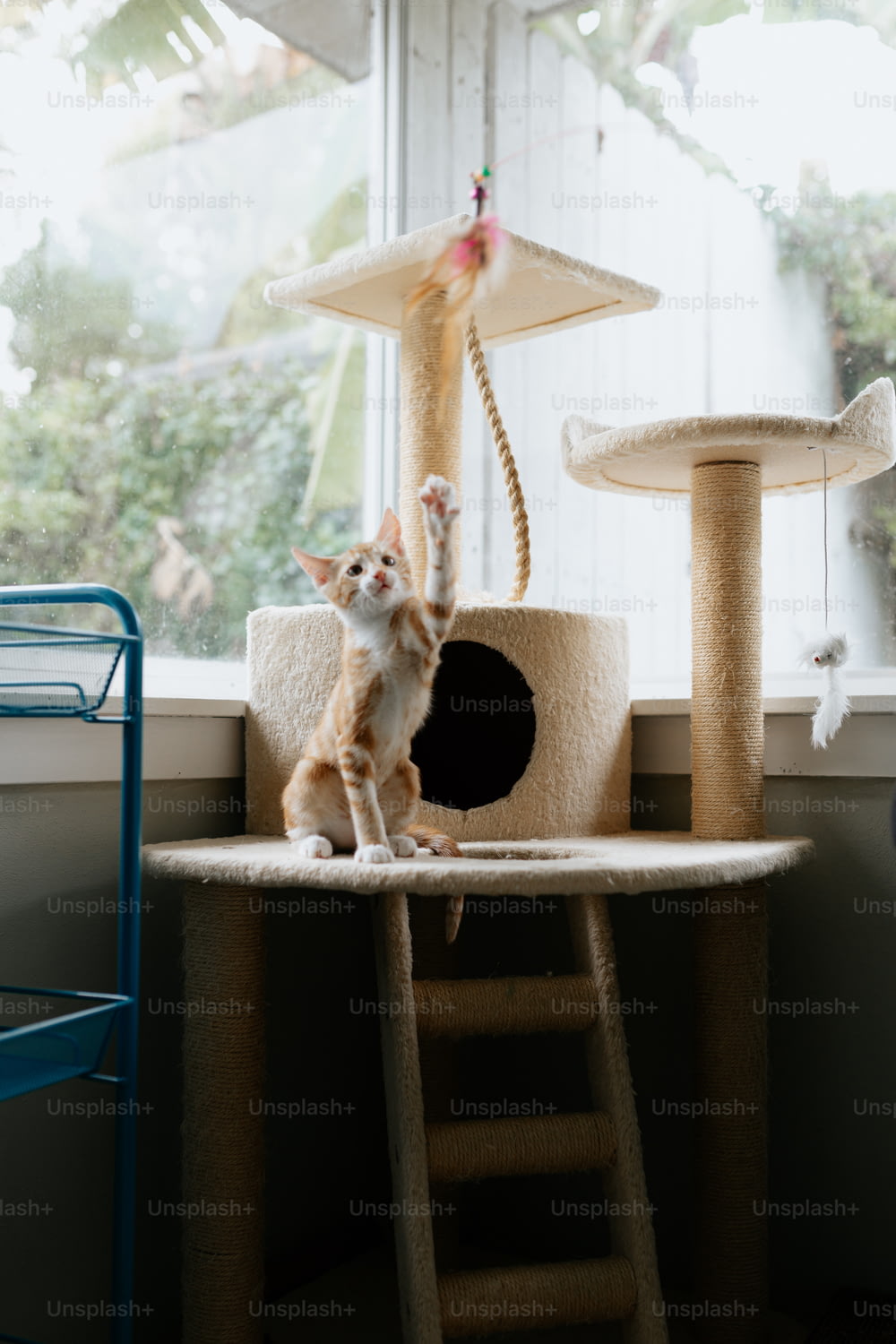 a cat standing on top of a cat tree