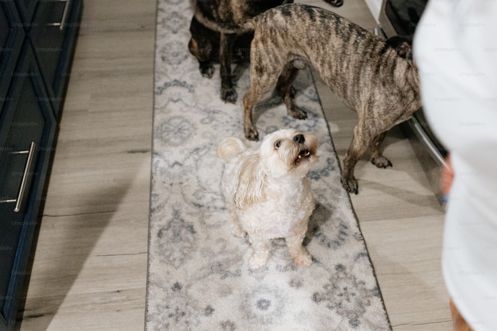 a small white dog standing on a rug