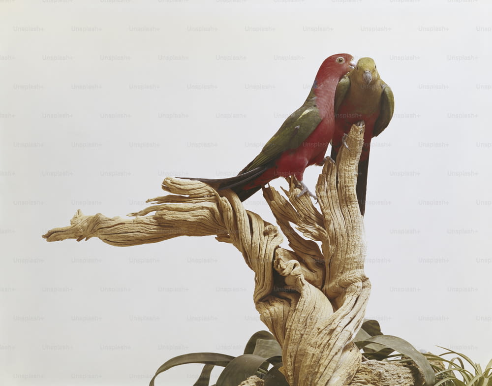 Un pájaro rojo y verde sentado en la cima de la rama de un árbol