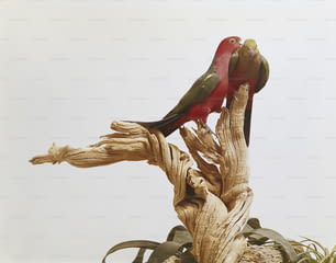 um pássaro vermelho e verde sentado em cima de um galho de árvore