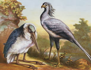 마라부 황새(왼쪽)와 비서새(오른쪽), 1850년경. (사진: 헐튼 아카이브/게티 이미지)