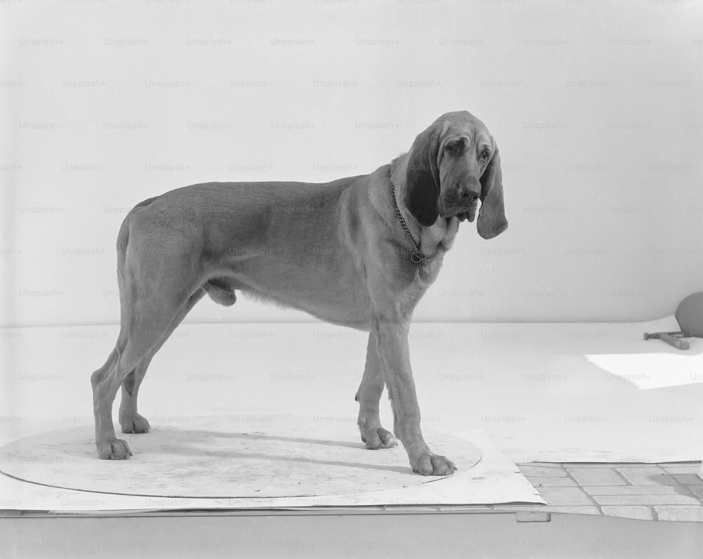 a black and white photo of a dog standing on a sheet of paper