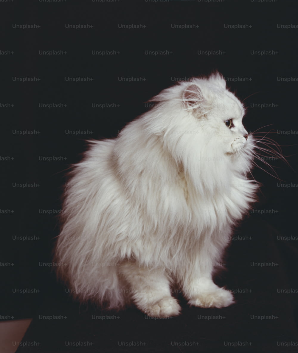 黒い表面に座っているふわふわの白い猫