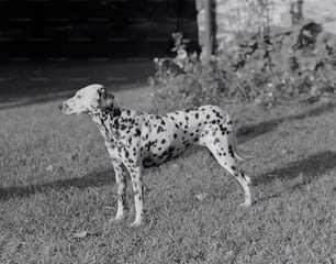 a dalmatian dog standing in a field of grass