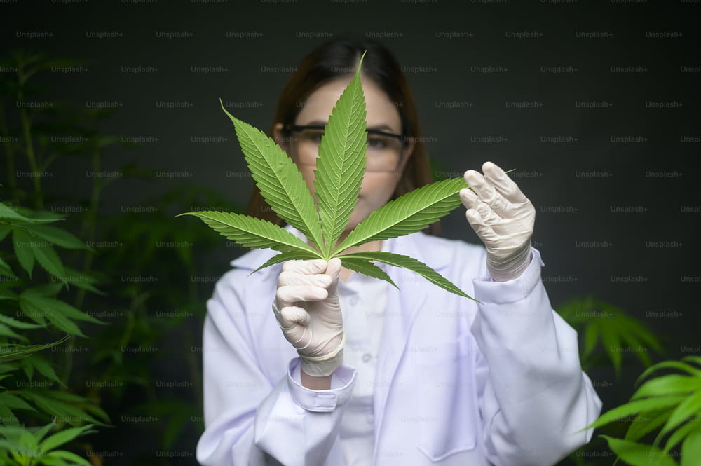 科学者は、実験室で実験用の大麻の葉、ハーブ医薬品のCBDオイル用の麻の植物をチェックおよび分析しています