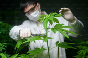 Un scientifique est en train de couper ou de couper le haut du cannabis à la planification, concept de médecine alternative