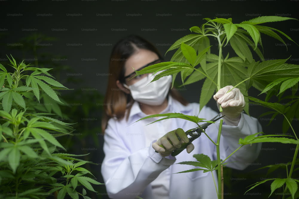 Scientist is trimming or cutting top of cannabis to planning , alternative medicine concept