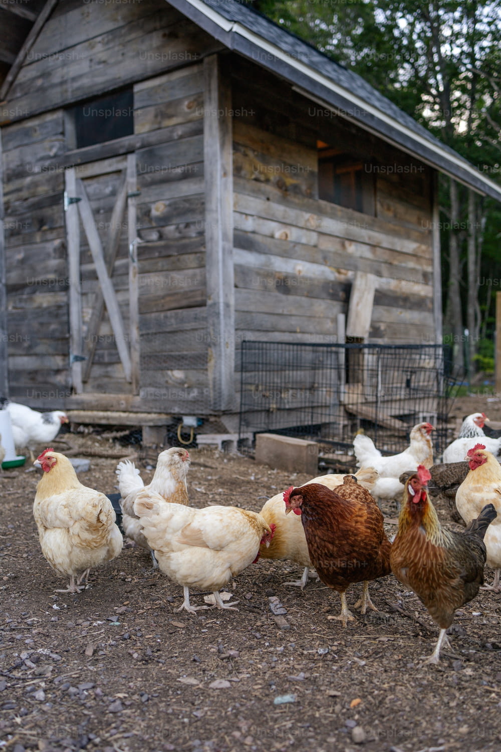 納屋の前に立つ鶏のグループ