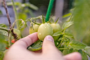 une main cueillant une tomate verte sur une plante