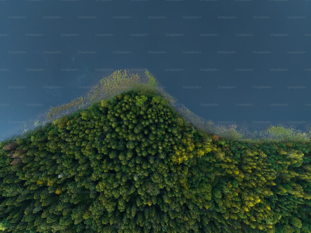 eine Luftaufnahme eines Waldes mit einem Berg im Hintergrund