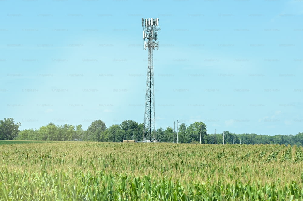 une tour de téléphonie cellulaire dans un champ de maïs