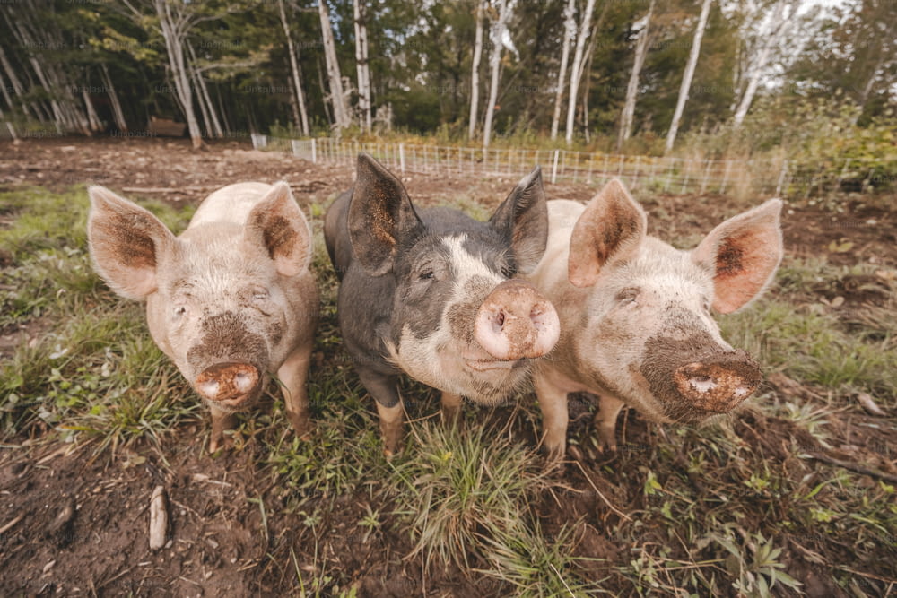 Drei Schweine, die nebeneinander auf einem Feld stehen